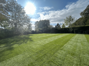 Greens Turf/ Fescue