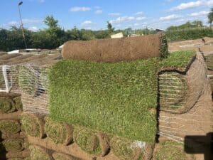 Shade Tolerant Turf