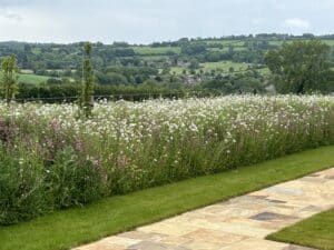 Wild Flower Turf
